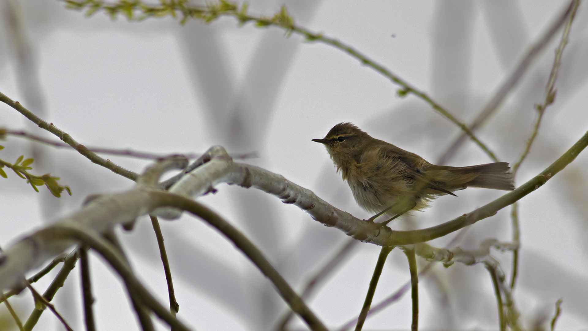 Common Chiffchaff